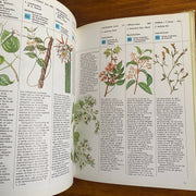 Plantas de los dioses