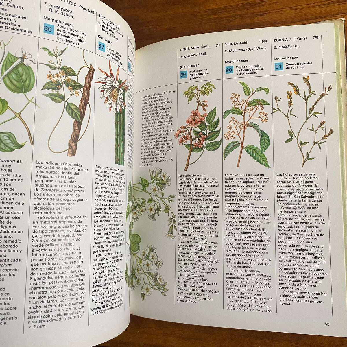 Plantas de los dioses